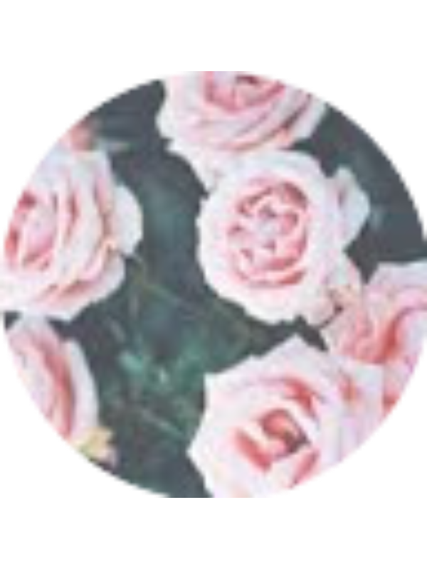 Photo of Avighna Phanibatla