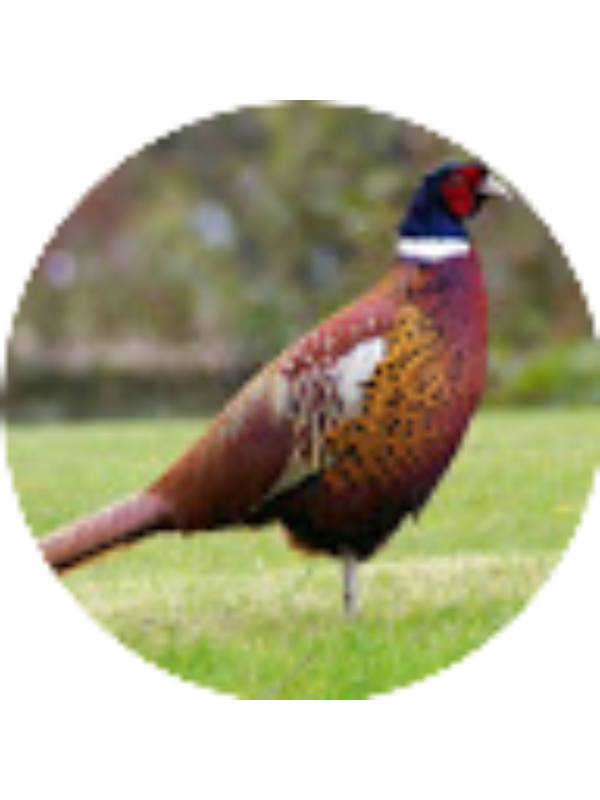 Photo of Kyle Johnston