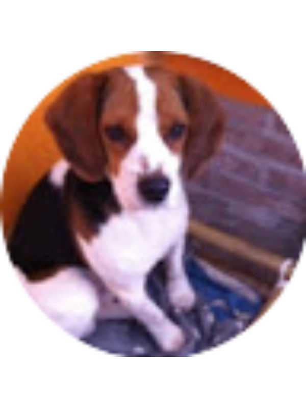 Photo of Elisa Candiracci