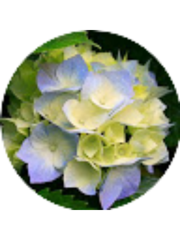 Photo of Kirtan Joshi