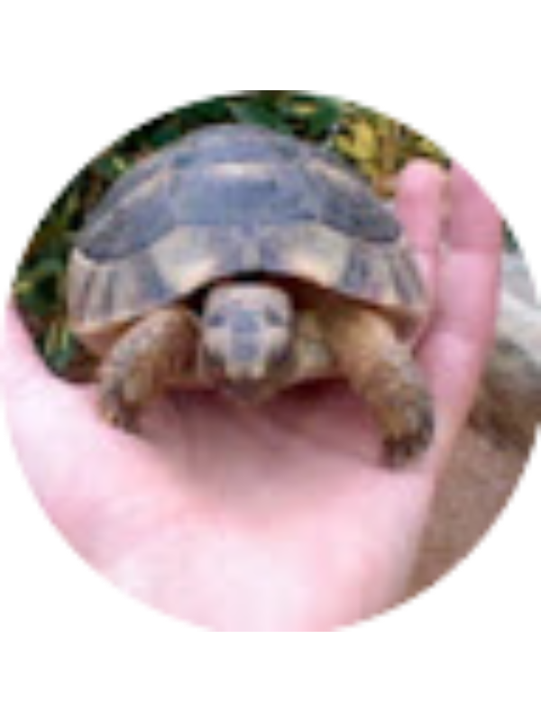 Photo of &Mu;&pi;&iota;&rho;&mu;&pi;ί&lambda;&eta; &kappa;&alpha;&tau;&epsilon;&rho;ί&nu;&alpha;