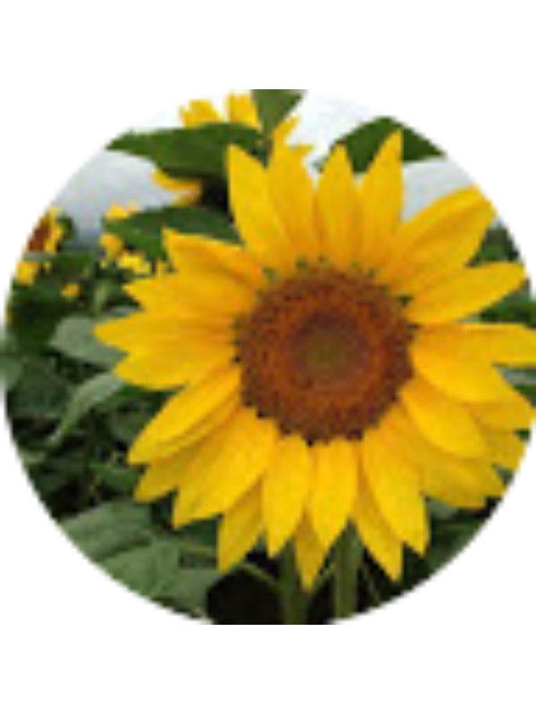 Photo of chevronjada