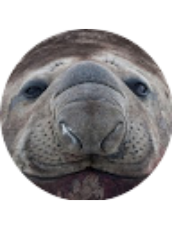 Photo of CONNOR BALD