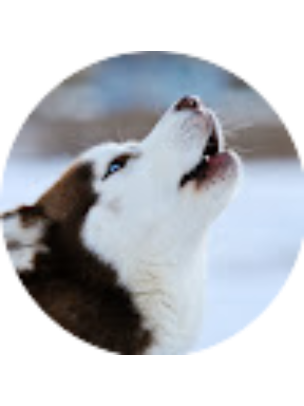 Photo of Xavier Disintonio M