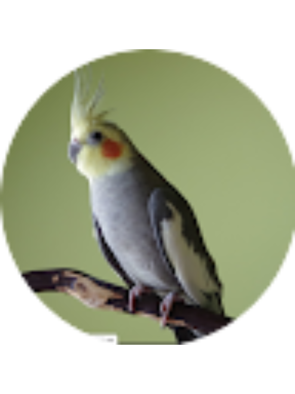 Photo of INDIA STARR