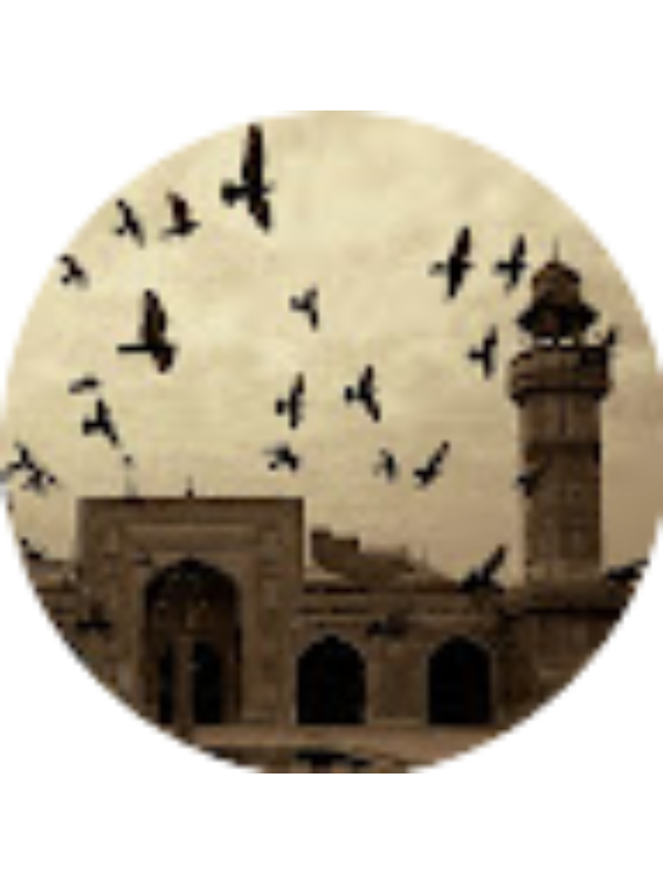 Photo of Noha Khamis