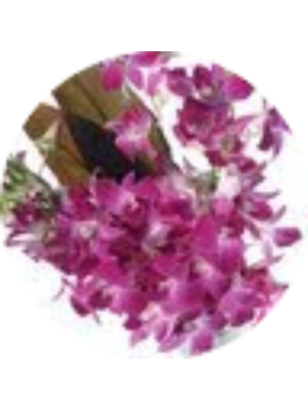 Photo of Divya Meena