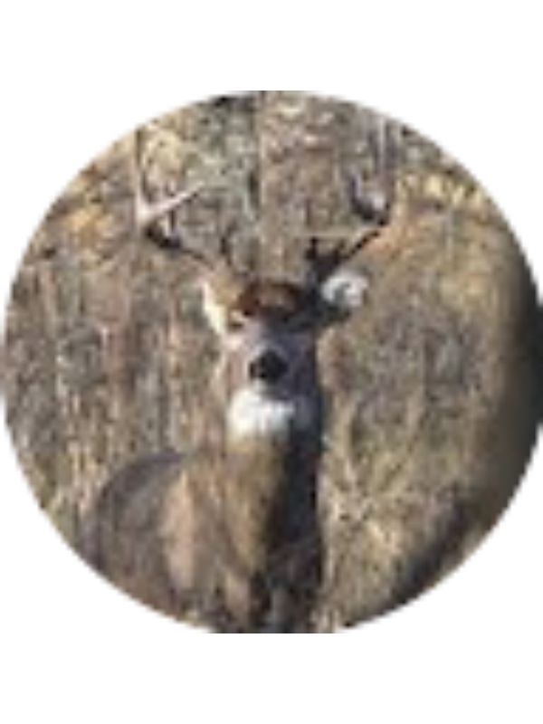 Photo of Bayler Foote