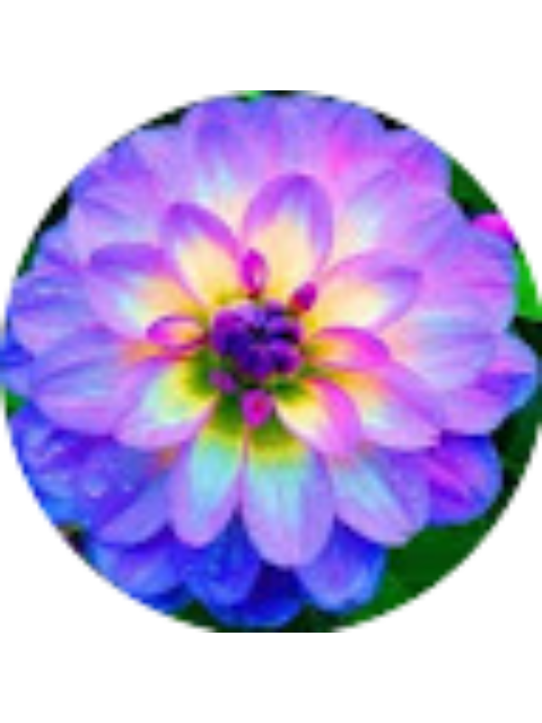 Photo of Isabella DePole