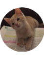 Picture of Ameliaa Gualoto
