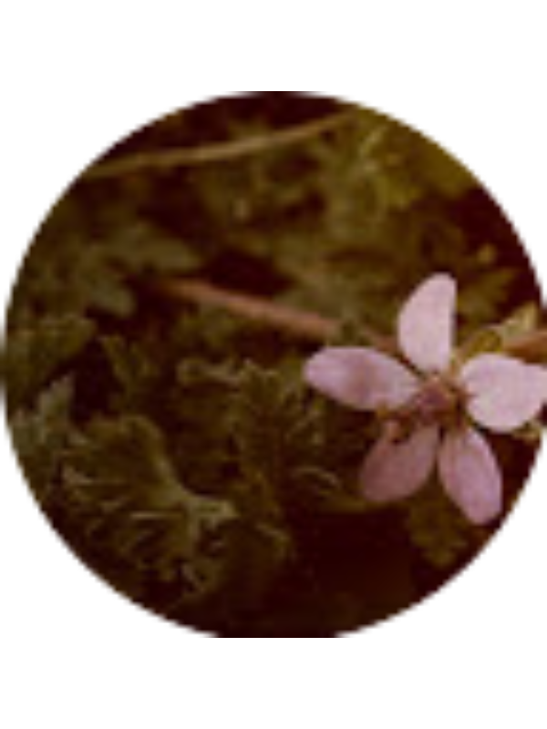 Photo of Brook Wieden