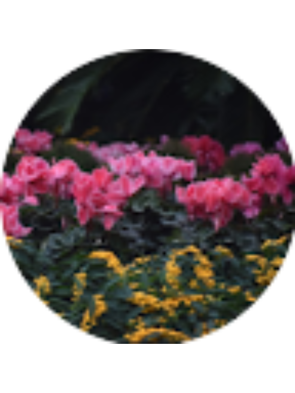 Photo of KAILEE GRANDE