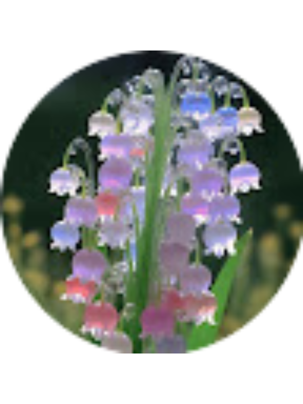 Photo of Jihan Haura inde