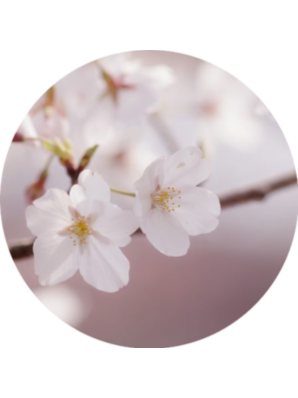 Photo of dumok02
