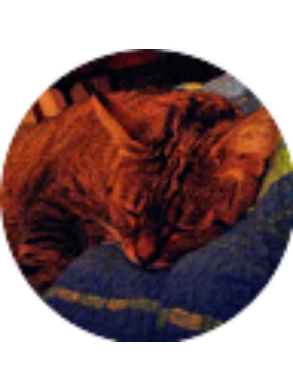 Photo of Emanuelp Cingo