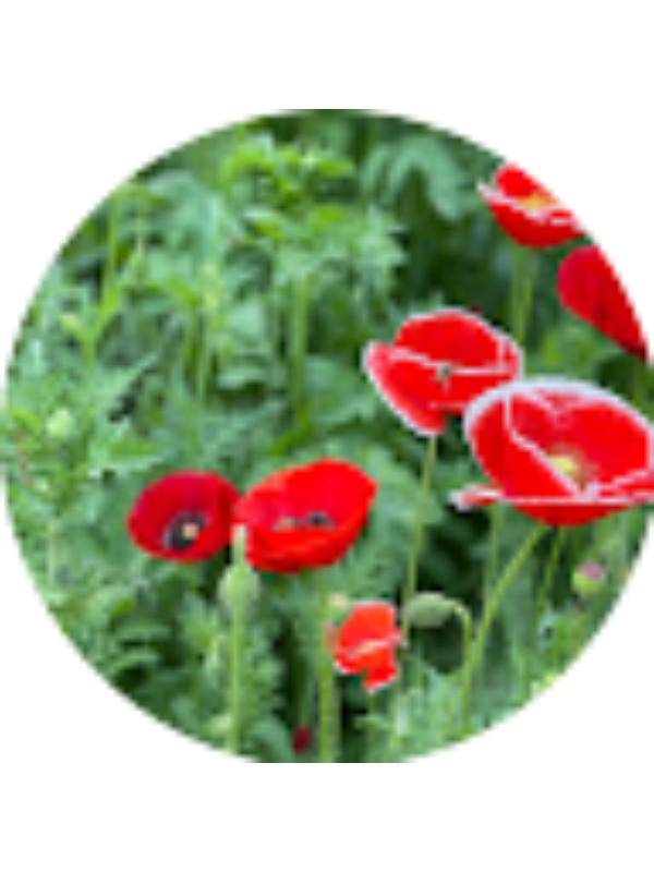 Photo of Saba Khalid