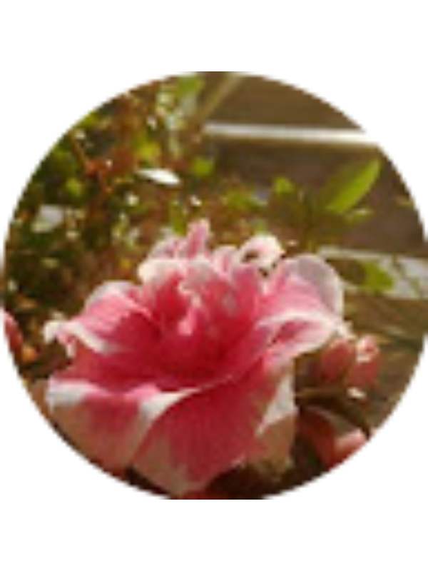 Photo of Vaso Dimopoulou