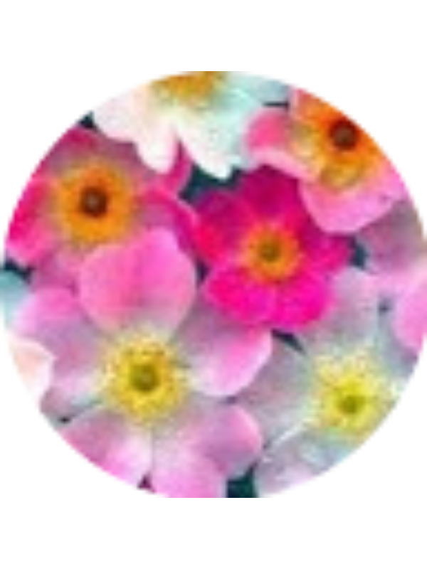 Photo of Victoria R Harwell