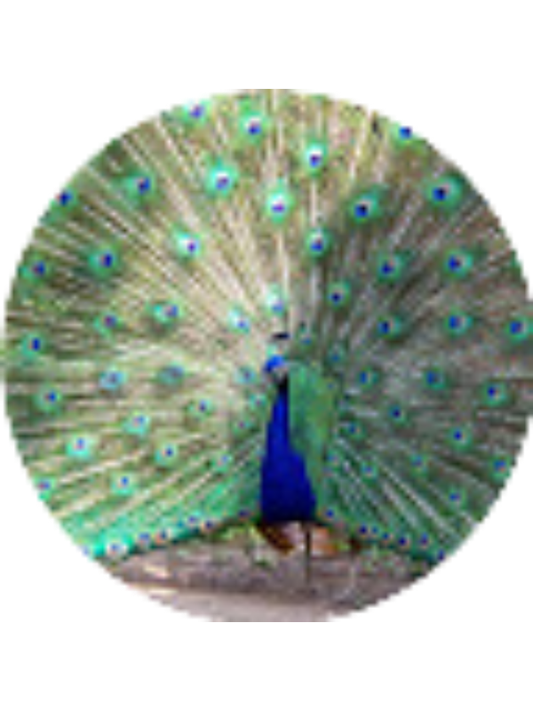 Photo of Naga Chalasani