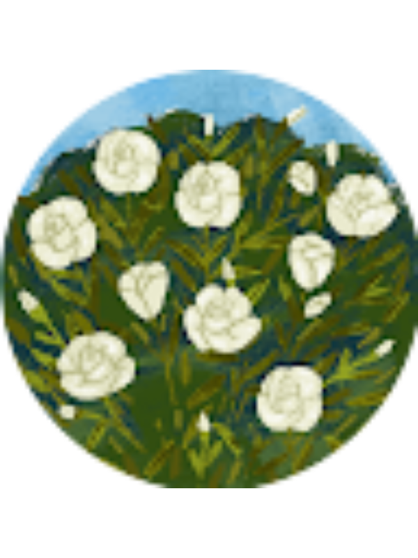 Photo of Thais Xiomara Sánchez Payano