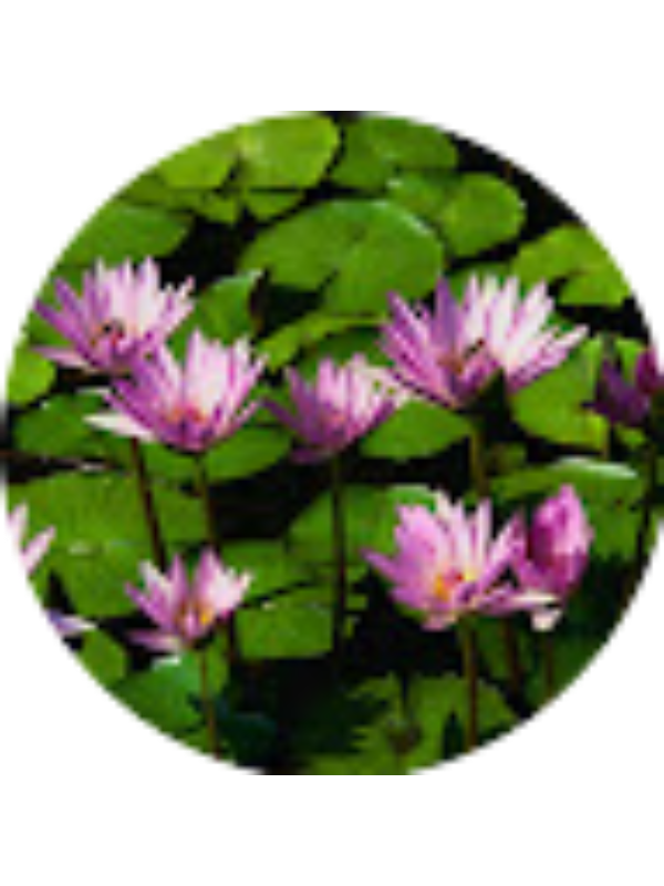 Photo of Sangita Yadav