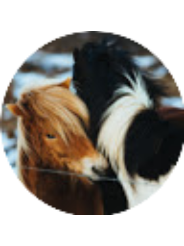 Photo of Tziporah Walfish