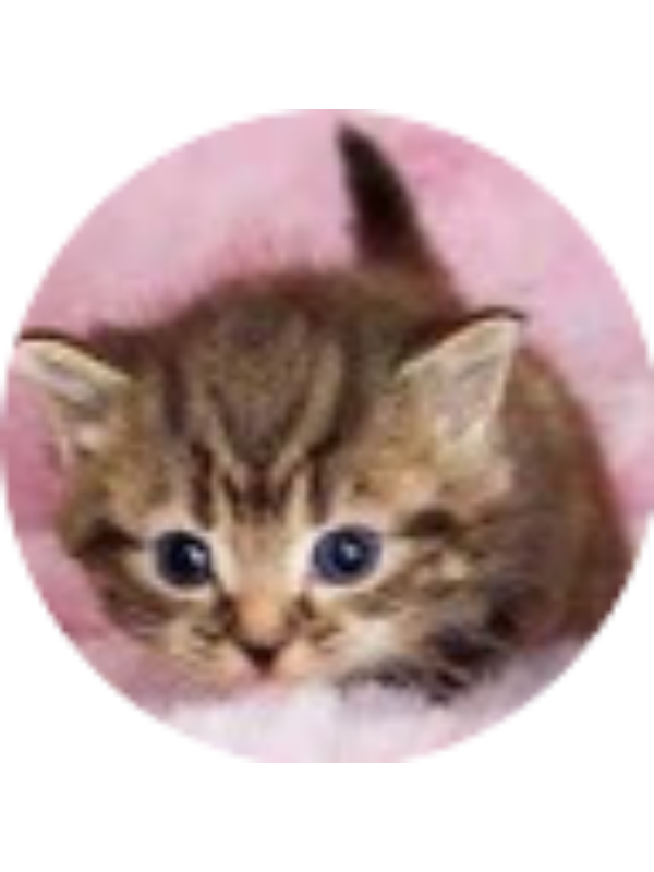 Photo of Daniela Abril Zuniga Villanueva