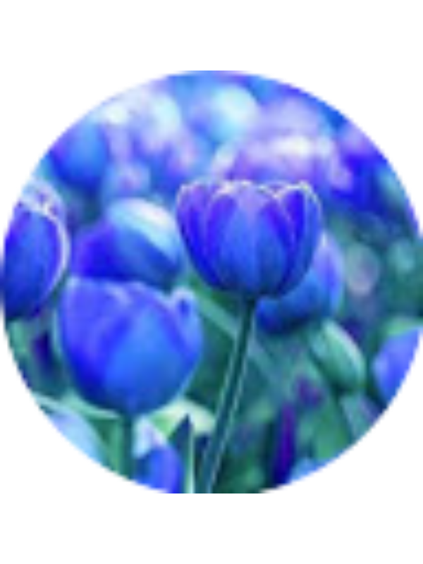 Photo of Stefany Diaz