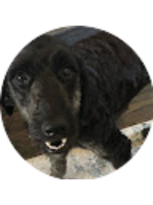 Photo of Matthew Romero