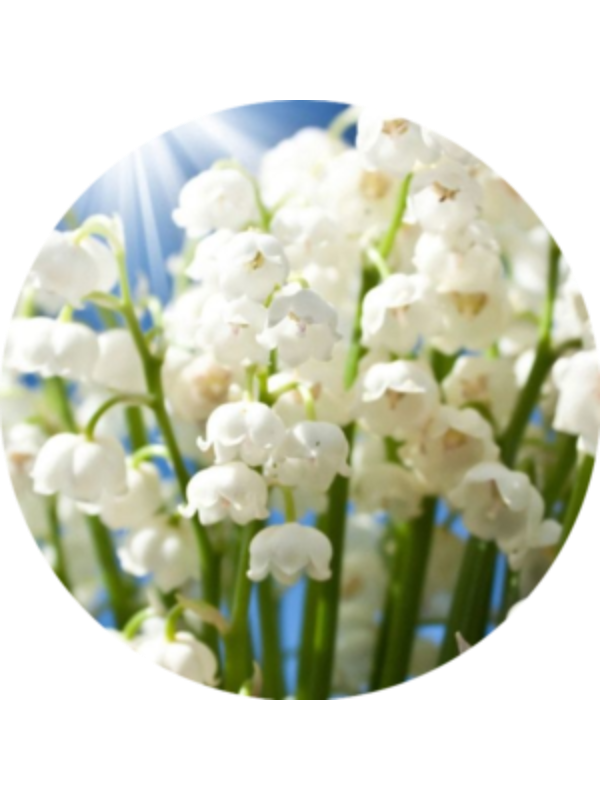 Photo of Eman Jarrar