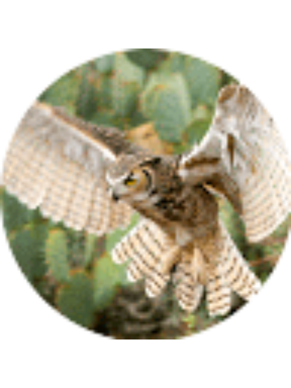 Photo of Jillibear Howe