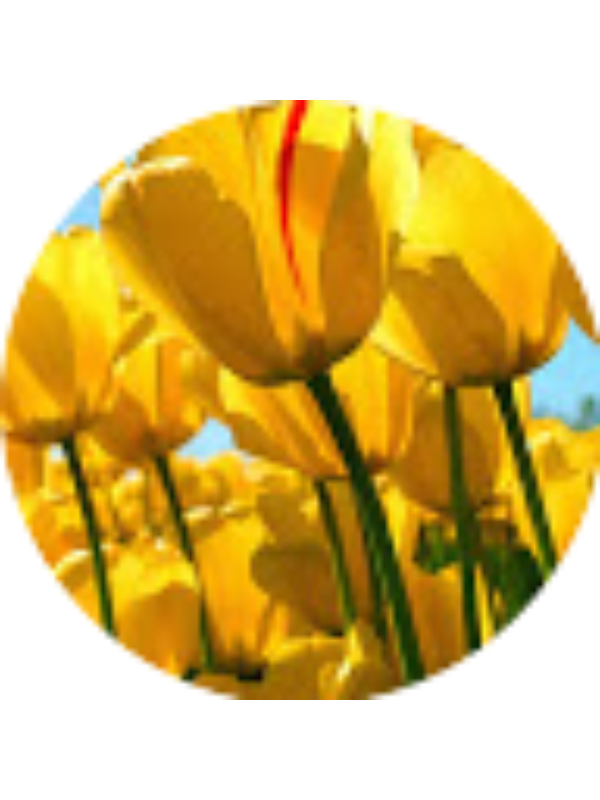 Photo of Esra Kablan