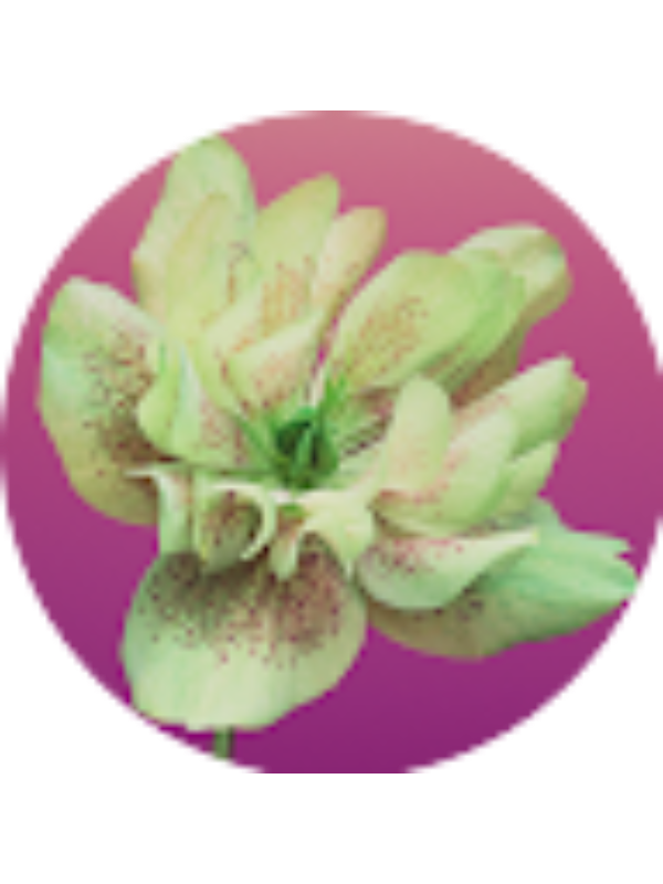 Photo of Mirian Rubira