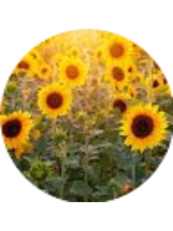 Photo of Ariyah Turpin