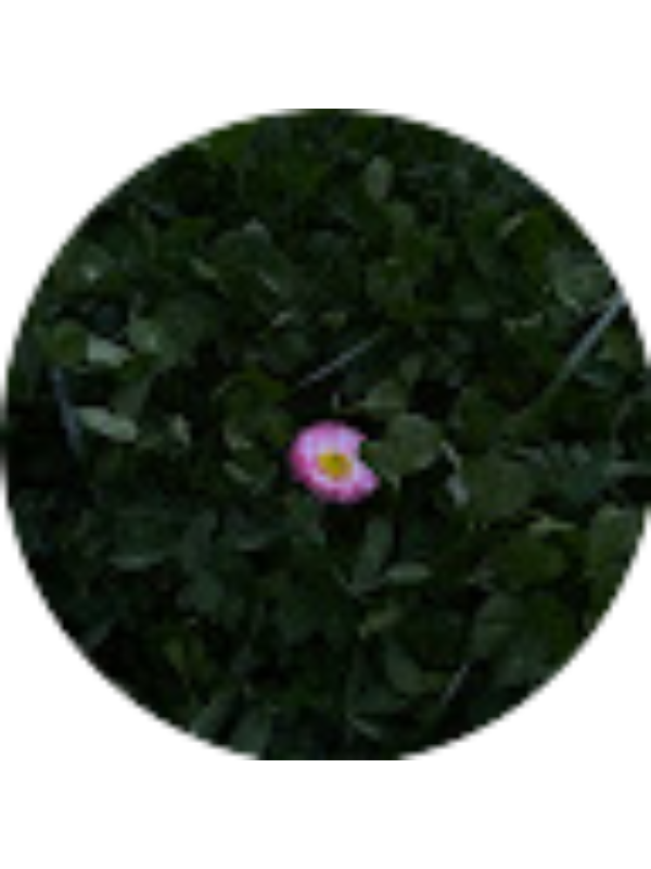 Photo of Carla Zeicu