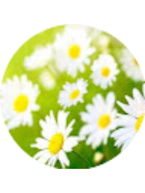 Photo of Yisela Bolanos