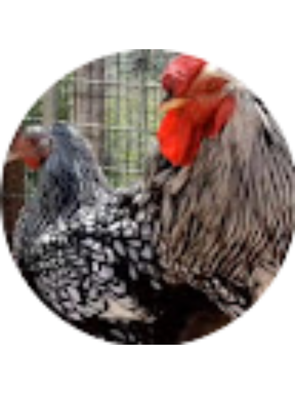 Photo of &Ccedil;iftlikte Ne var ?