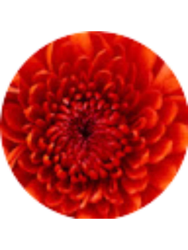 Photo of Deniz Nisa Tüfekçi