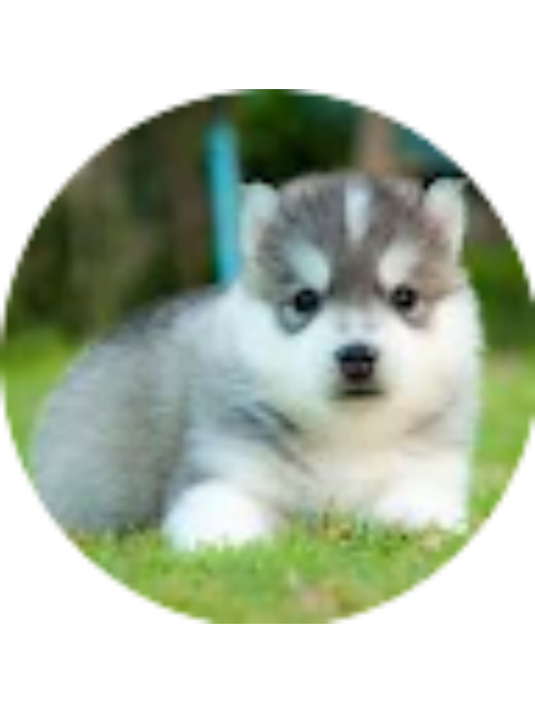 Photo of RODRIGO GABRIEL RIOS ALVARADO