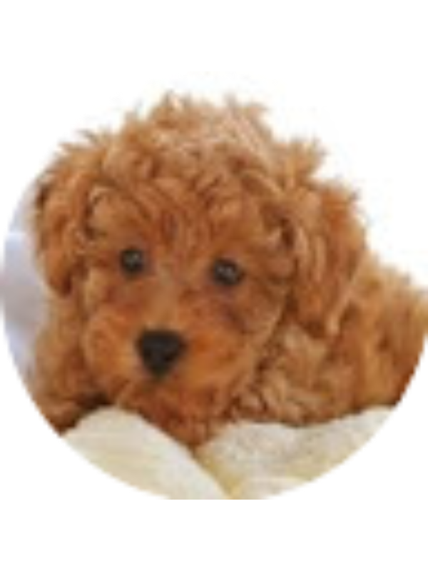 Photo of Ahmaud Blue