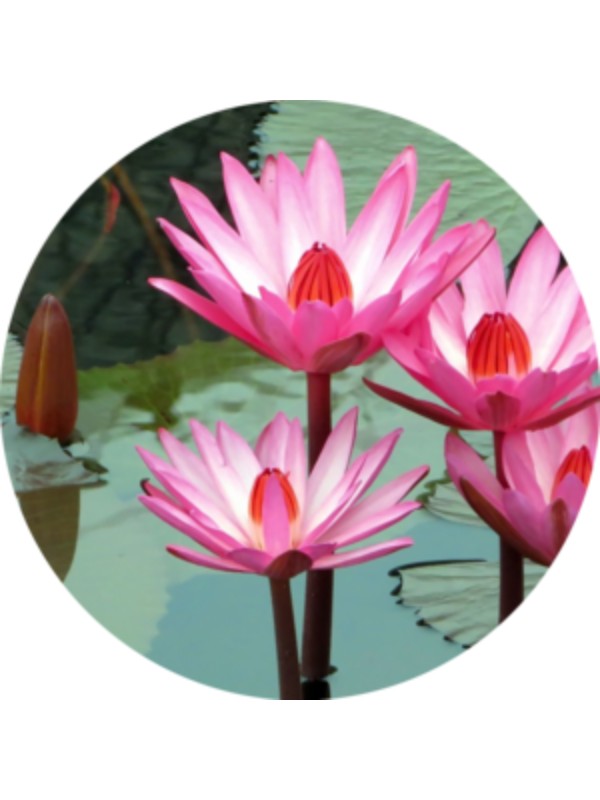 Photo of Svitlana_iz