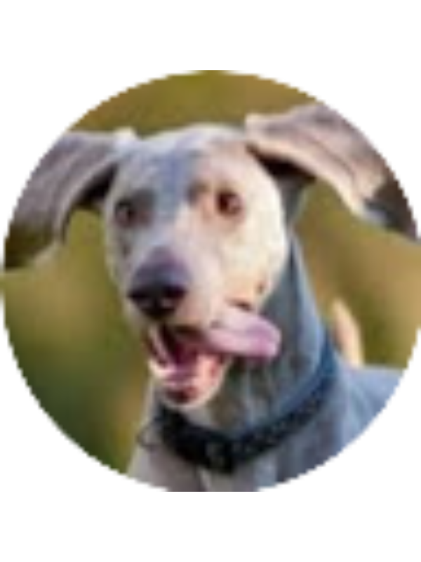 Photo of Finley Schelhaas