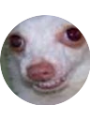Picture of FLOMKI Flak