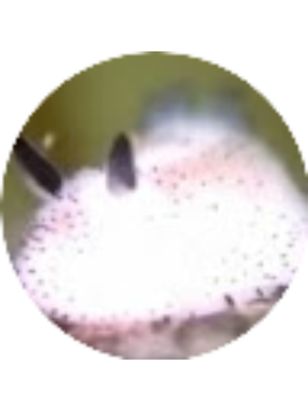 Photo of Londyn Pepperdine