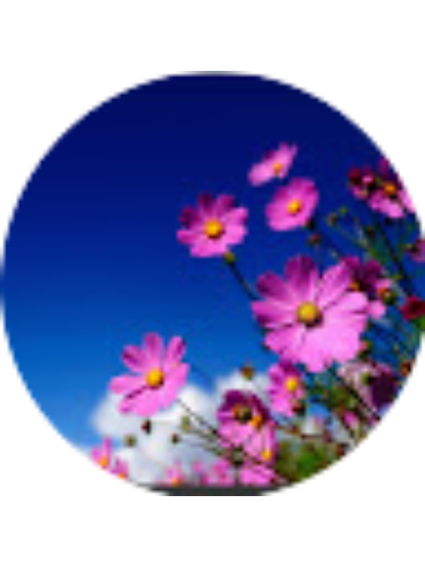 Photo of Atika Mulla