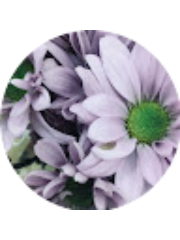 Photo of Madilyn Paulson