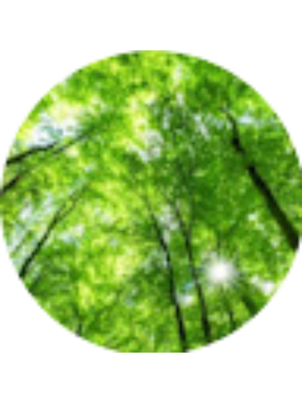 Photo of MASON HOLLAND