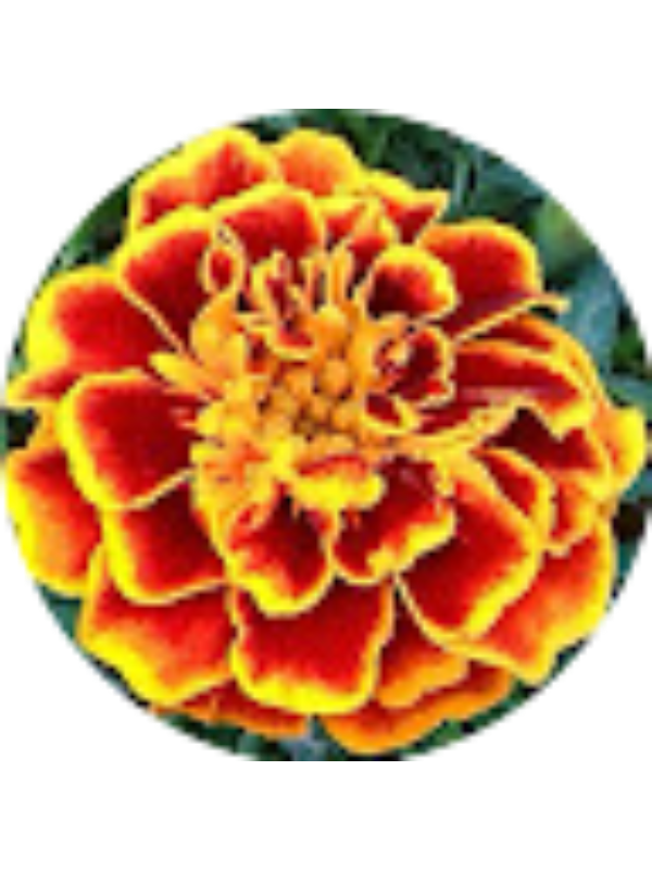 Photo of Αγγελική Ντέρτη