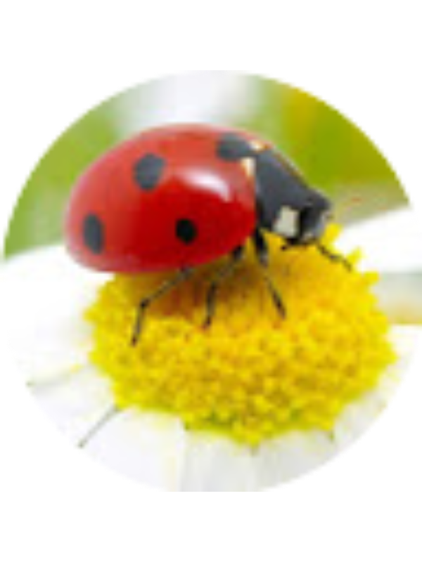 Photo of ALEXA SCALA