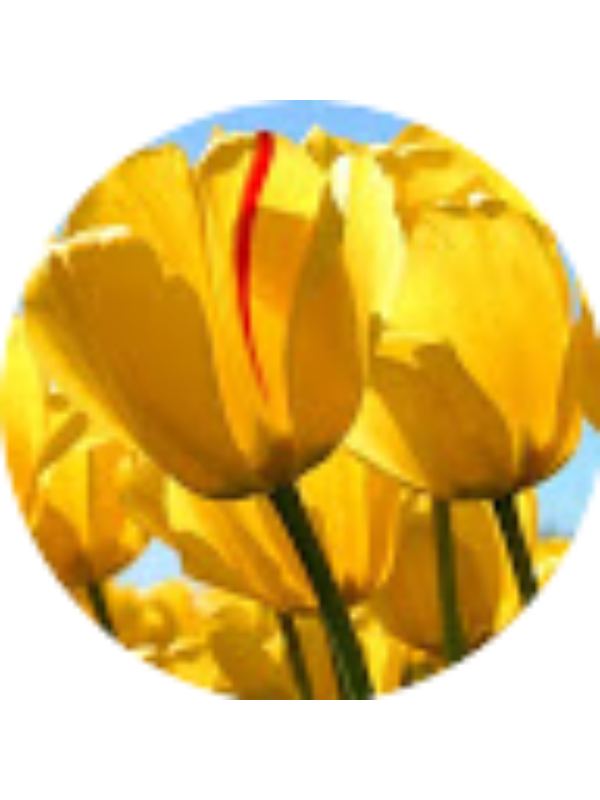 Photo of Roula Pavlou